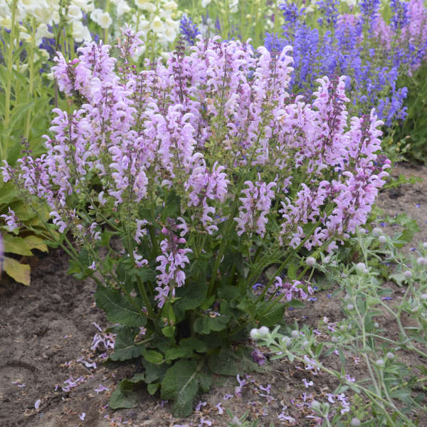 Salvia Ballerina Pink 