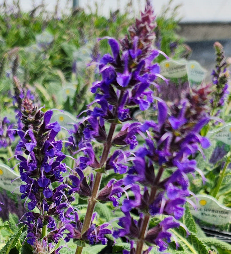 Salvia Blue by You 