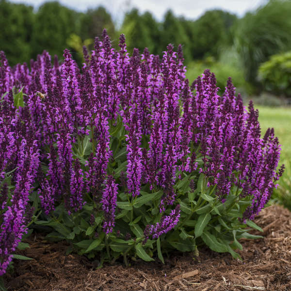 Salvia Bumbleberry 