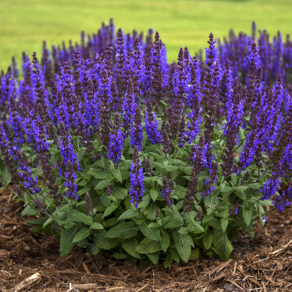 Salvia Bumbleblue 1 qt