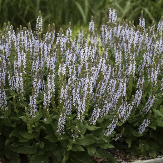 Salvia Bumblesky 1 qt