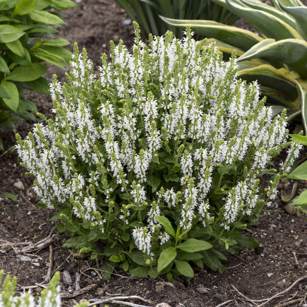 Salvia Bumblesnow 