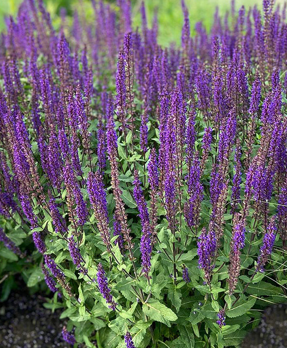 Salvia Caradonna 1 qt