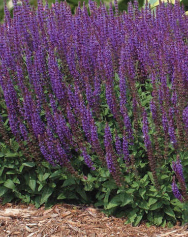 Salvia East Friesland 1 qt