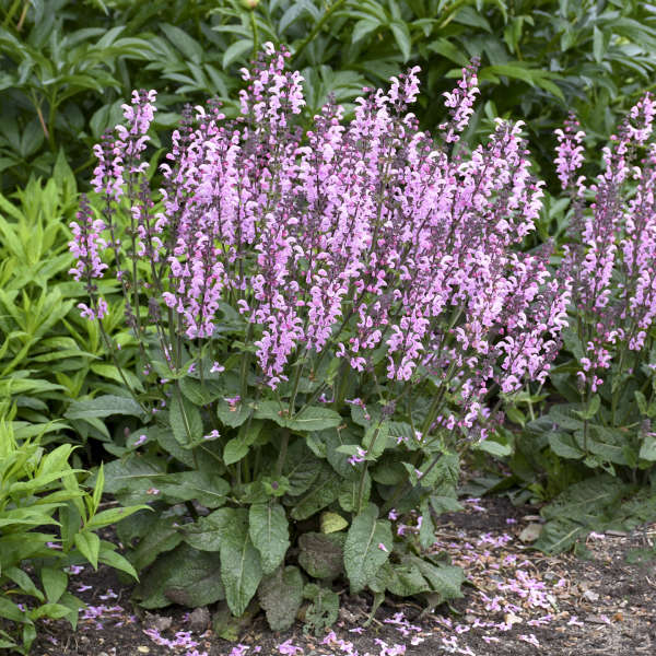 Salvia Pink Dawn PW