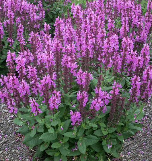 Salvia Rose Marvel 