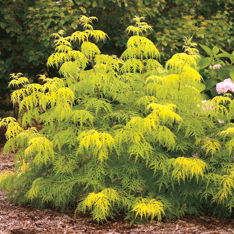 Sambucus r Lemony Lace 