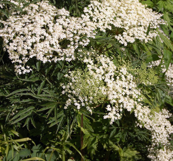 Fruit-Elderberry-lacinIata 