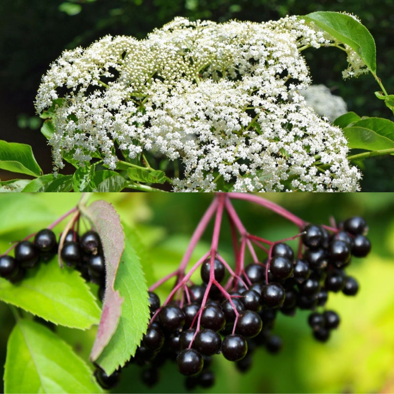 Fruit-Elderberry-common 