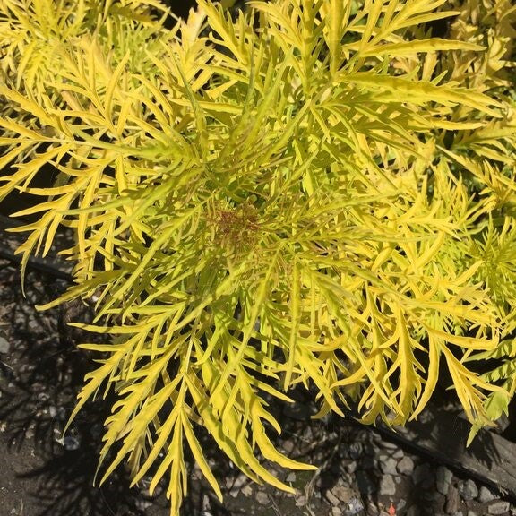 Sambucus r Welsh Gold Sunrise Surprise 