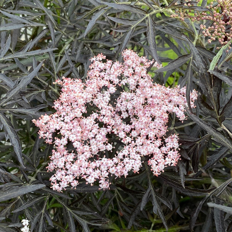 Sambucus n Black Lace 