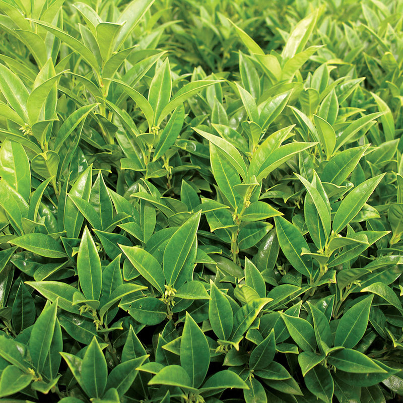 Sarcococca hook Fragrant Valley 