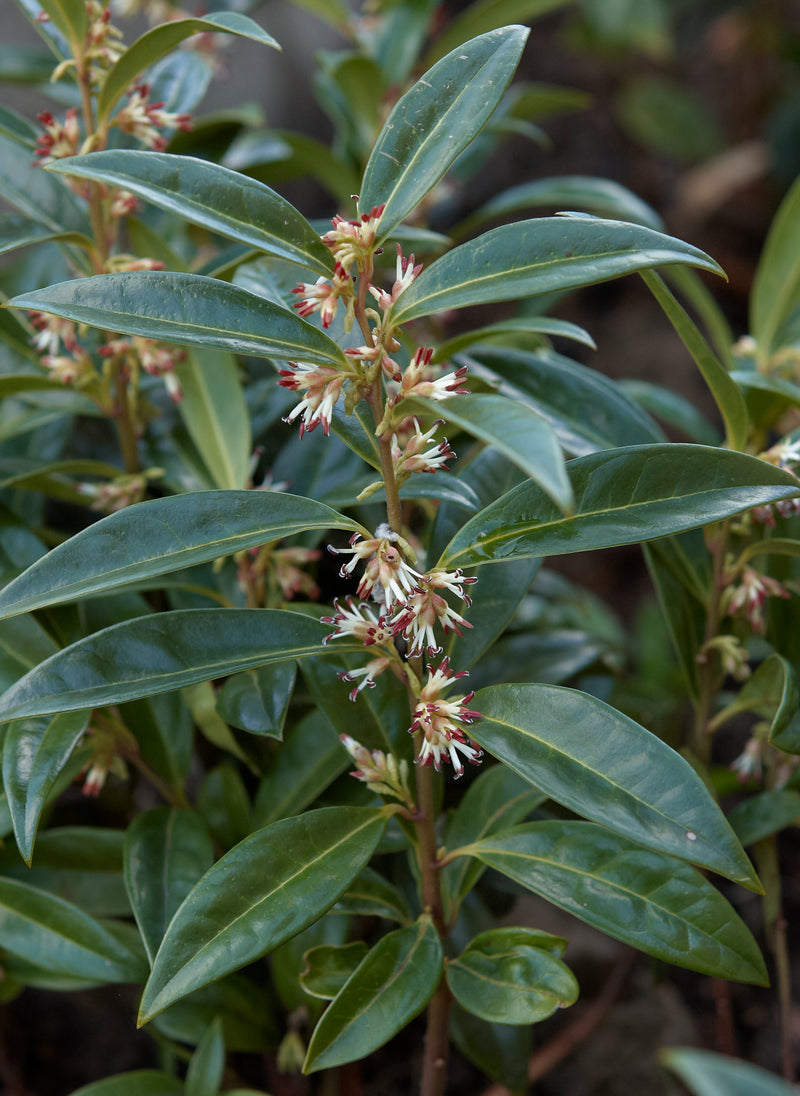 Sarcococca hook humilis 