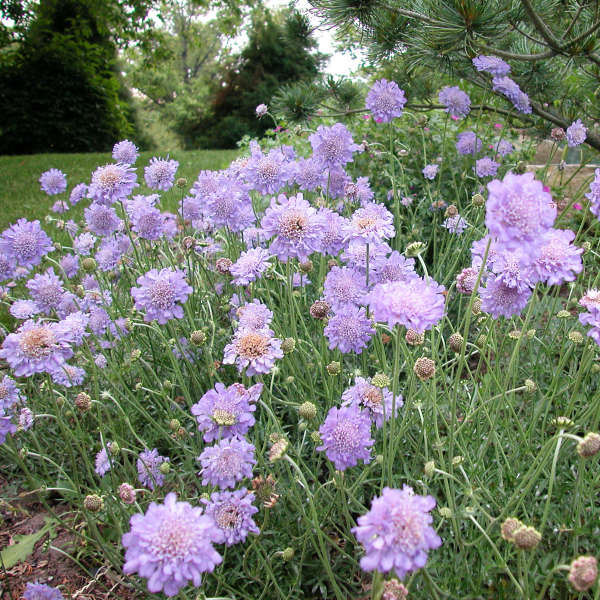 Scabiosa Butterfly Blue 1 qt