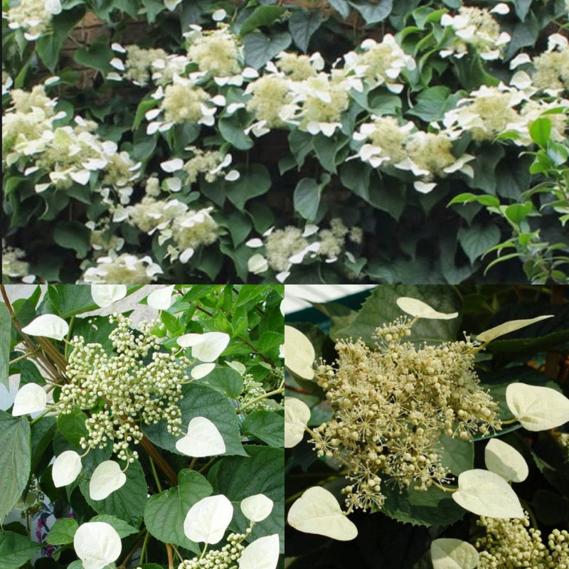 Schizophragma hydra Moonlight 