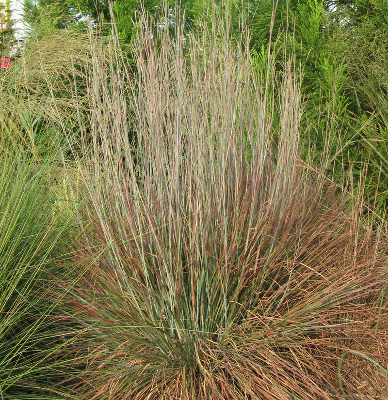 Schizachyrium Standing Ovation 