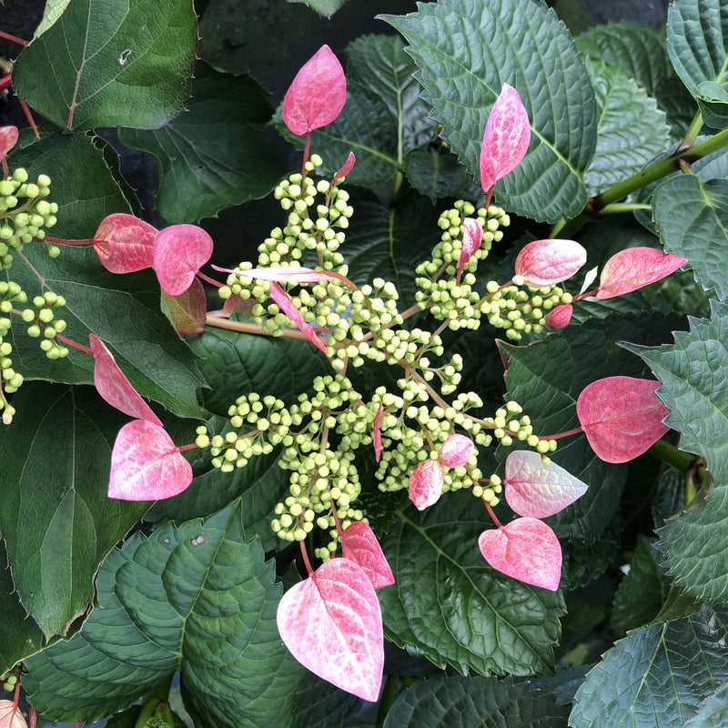 Schizophragma hydra Rose Sensation 