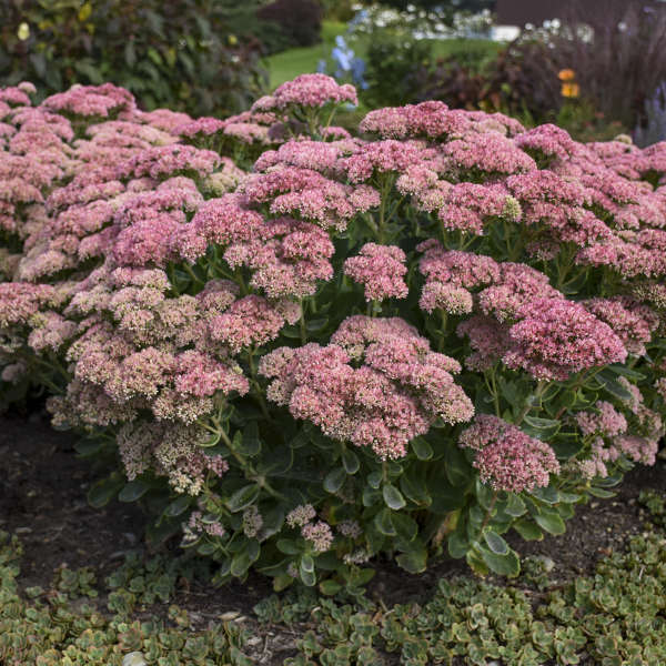 Sedum Autumn Joy 1 qt