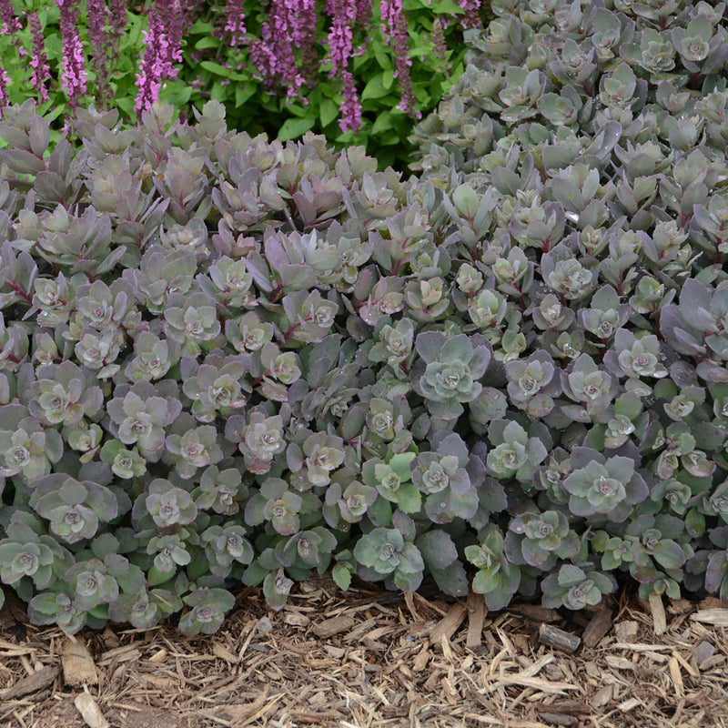 Sedum Dazzleberry 