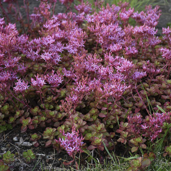 Sedum Fuldaglut 