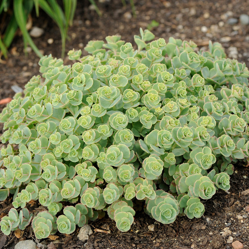 Sedum sieboldii 