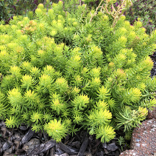 Sedum Angelina 1 qt