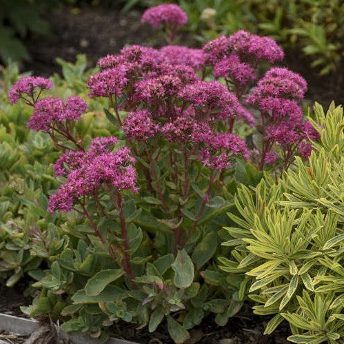 Sedum Carl 