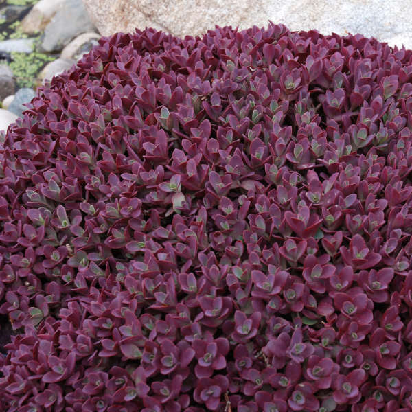 Sedum Firecracker 