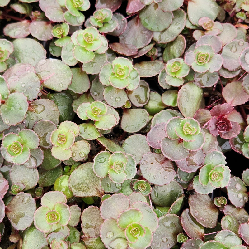 Sedum Fuldaglut flat/50