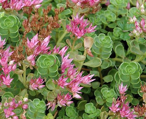 Sedum John Creech 