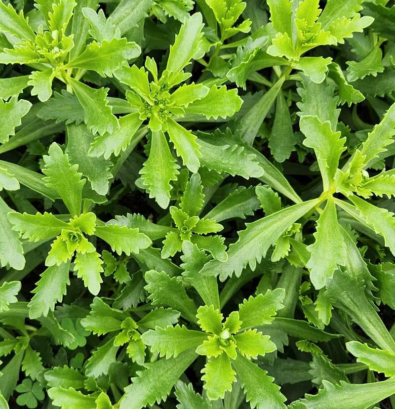 Sedum kamschaticum 1 qt