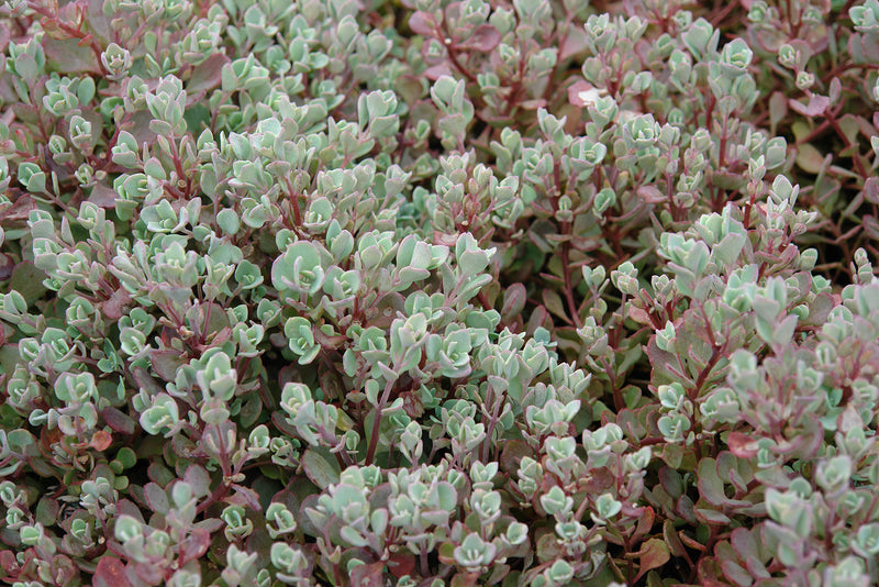 Sedum Lidakense 