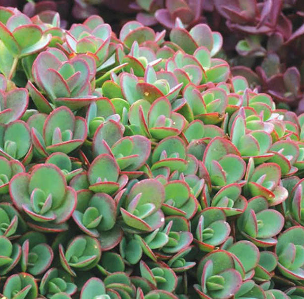 Sedum Lime Zinger 