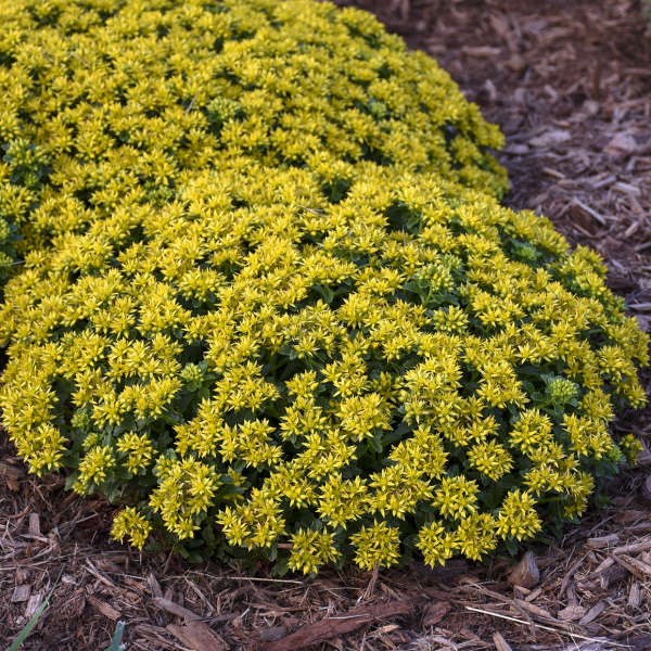 Sedum Little Miss Sunshine 1 qt