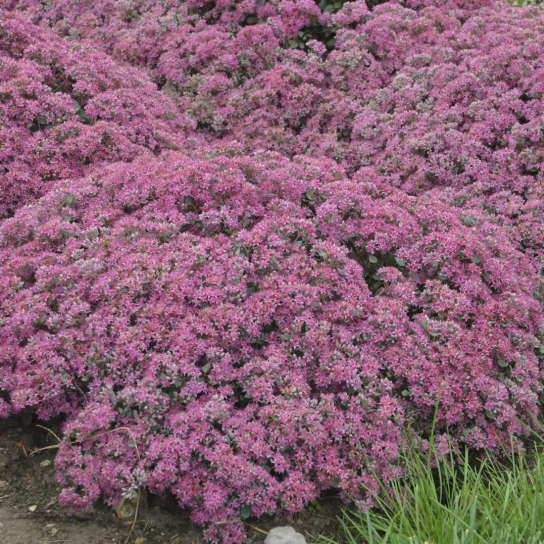 Sedum Popstar PW