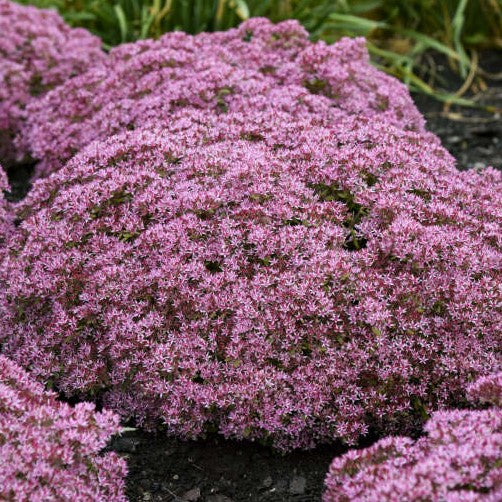 Sedum Pride and Joy PW