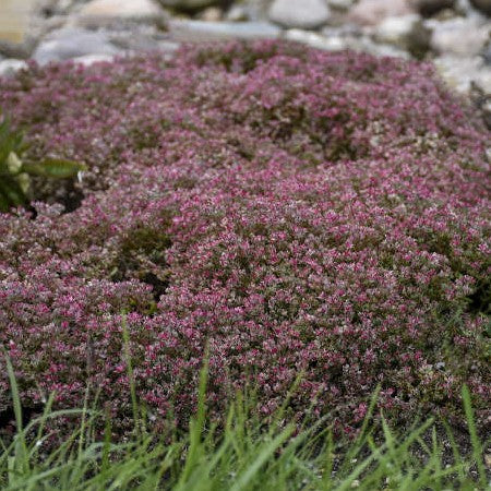 Sedum Steel the Show 