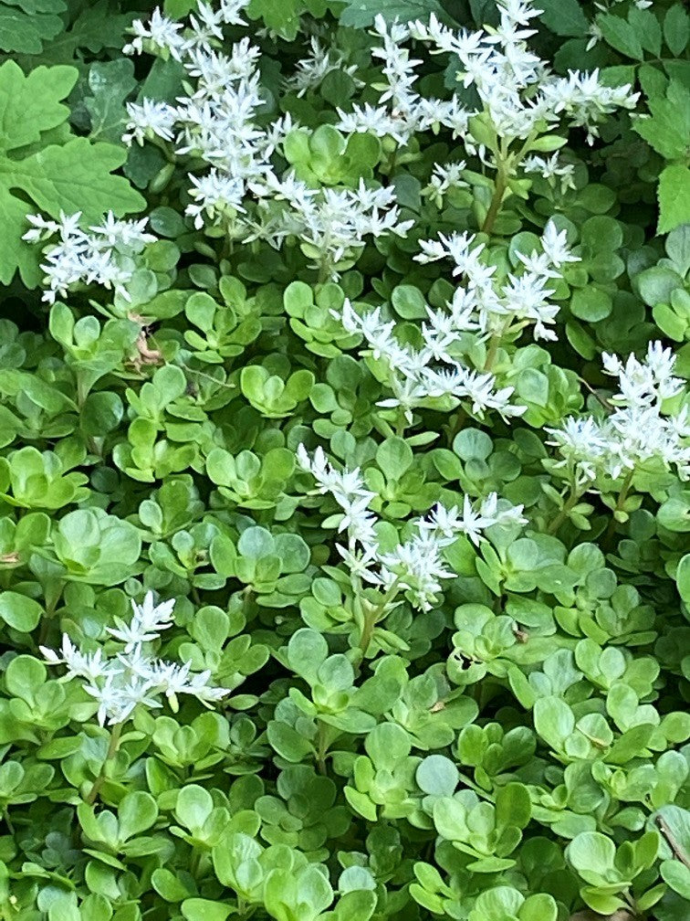 Sedum ternatum 