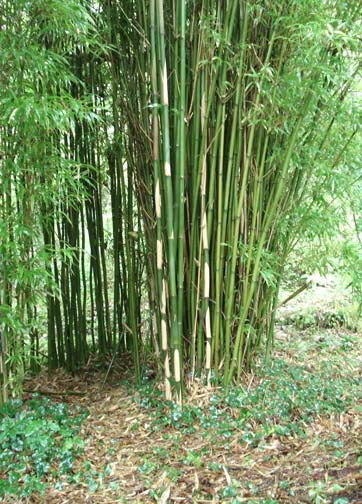 Bamboo-Semiarundinaria fastuosa 