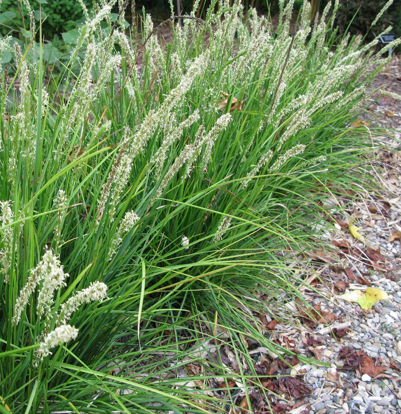 Sesleria autumnalis 