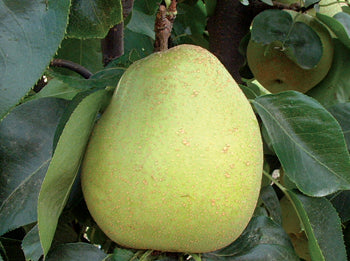 Fruit-Pear-Shin Li Asian Dwf 