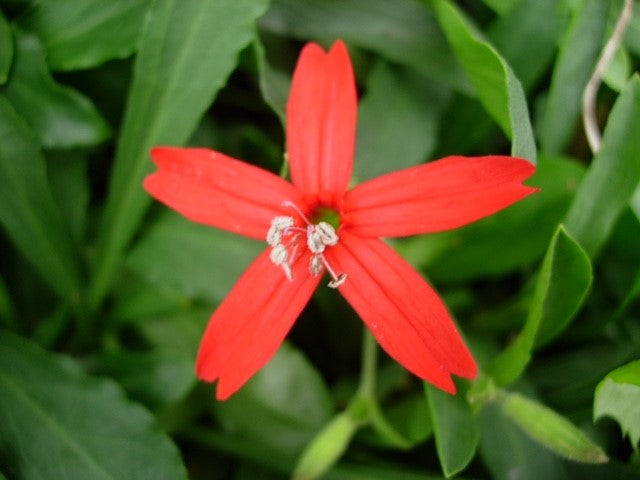 Silene virginica 