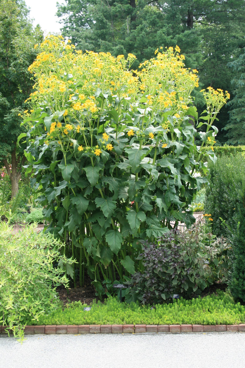 Silphium perfoliatum 