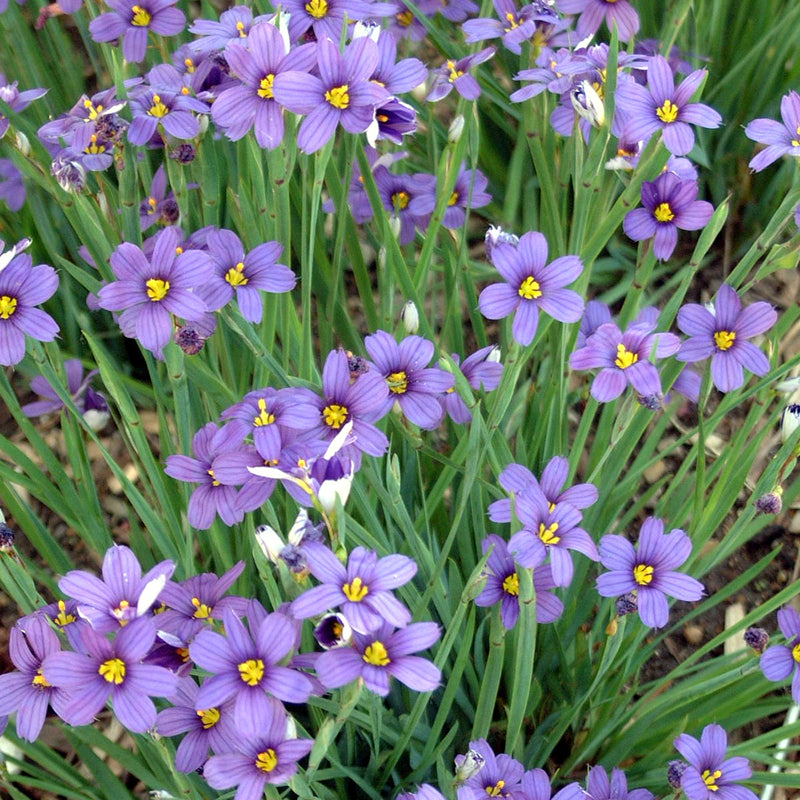 Sisyrinchium a Lucerne 