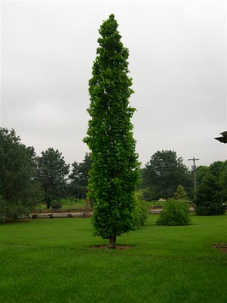 Liquidambar s Slender Silhouette 