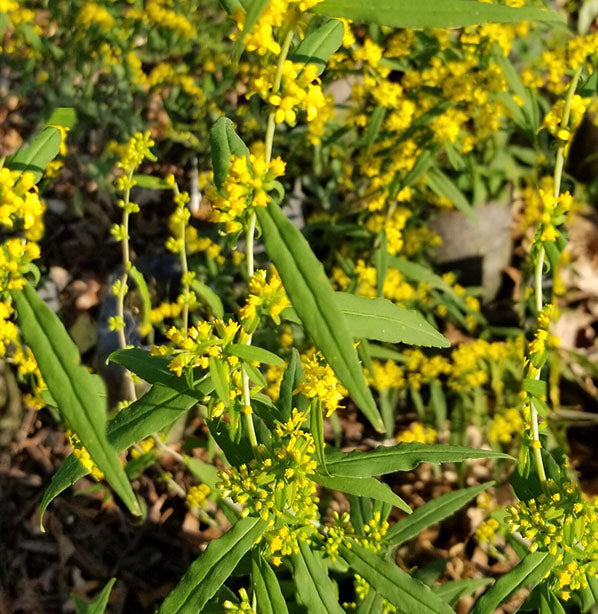 Solidago caesia 