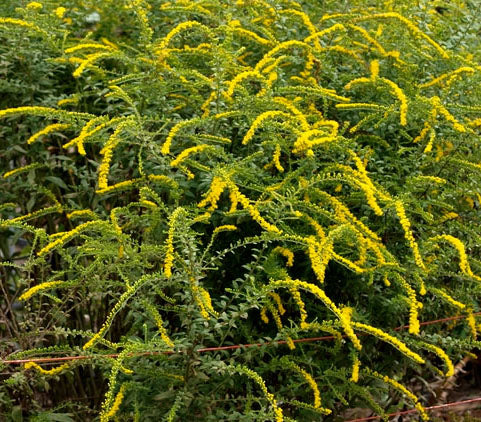 Solidago rugosa Fireworks 