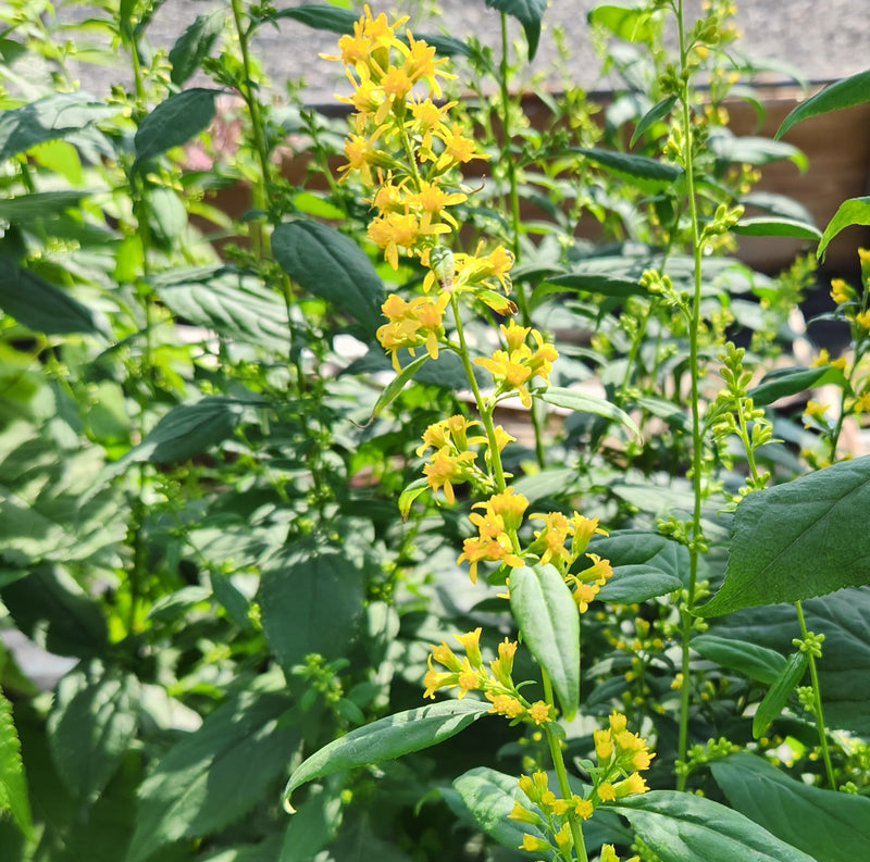 Solidago flexicaulis 