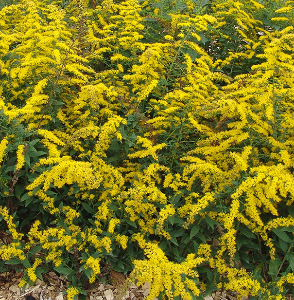 Solidago sphacelata Golden Fleece 