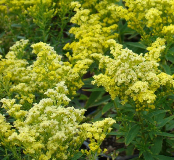 Solidago Little Lemon 